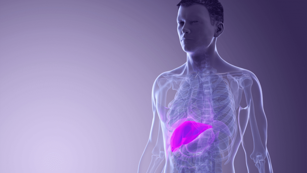 Visual representation of liver detox and fat metabolism process