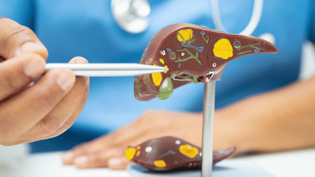 “Medical diagram showing the gut-liver axis with arrows indicating enzyme and nutrient flow between the liver and digestive system