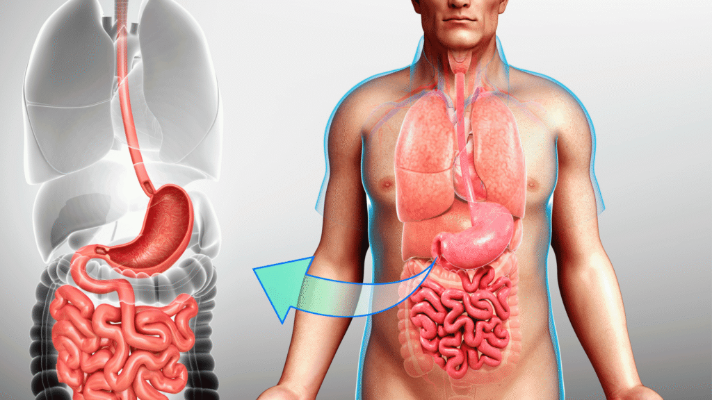 An infographic showing the digestive system with emphasis on the liver, representing detox and metabolism.