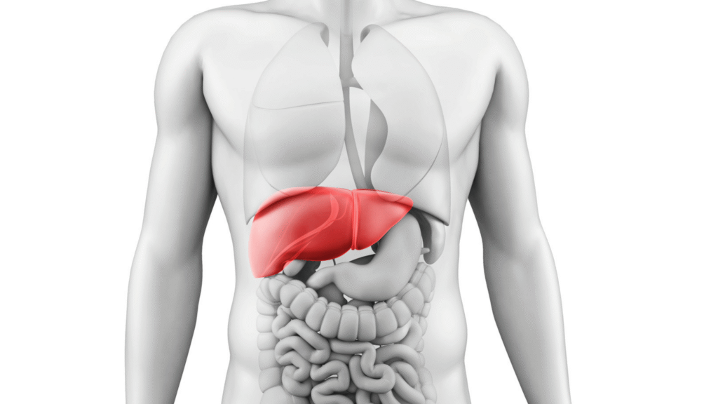 Digital illustration showing liver detox pathways activated in the human body.