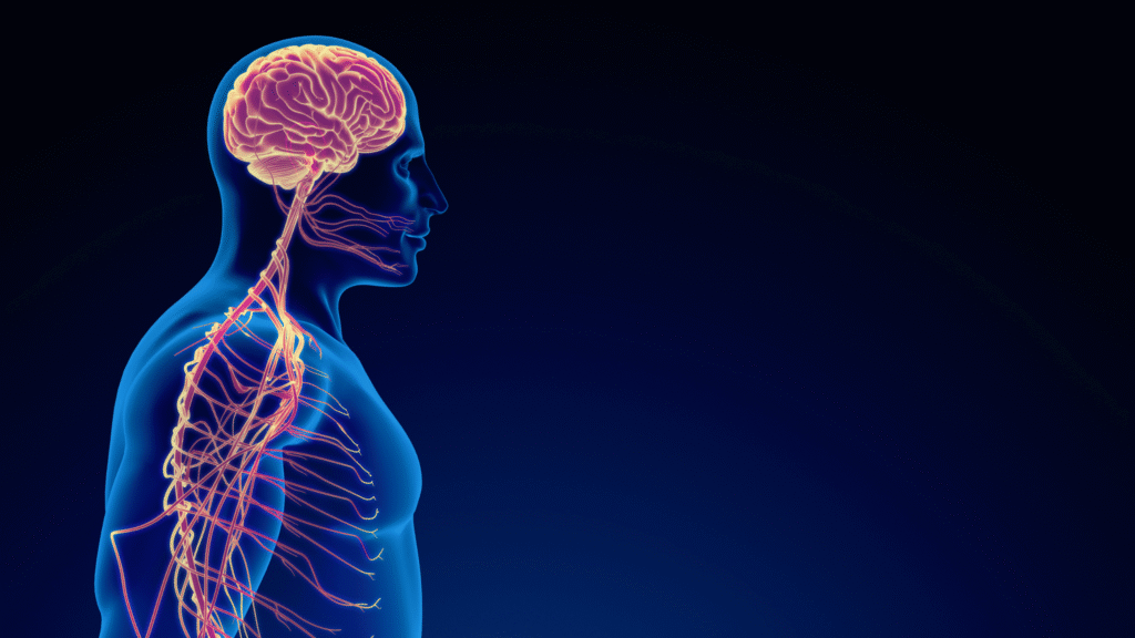 Medical illustration showing how detoxification can affect the brain and potentially trigger headaches.